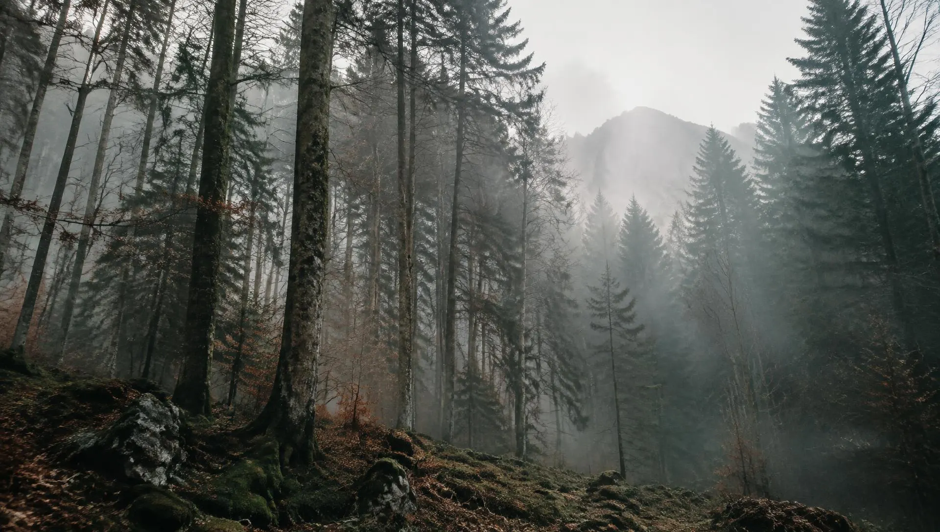 Holz richtig lagern